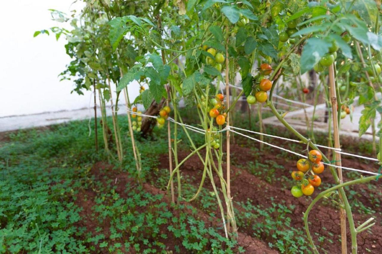 Laila'S Cozy Garden House & Studio Larnaca Luaran gambar